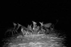 P12_T_TIME=4640,FG=442499072,FT=-1532821504,NIR=1,GM=0,CDS = 2,CT=1,EV=128,TY=59,PY=92,DY=24,GB=0xf,NY=160,AE(0,160,80,160,320),