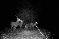 P12_T_TIME=1494,FG=442499072,FT=-1532821504,NIR=1,GM=0,CDS = 2,CT=1,EV=128,TY=59,PY=92,DY=18,GB=0xe,NY=160,AE(0,160,80,160,320),