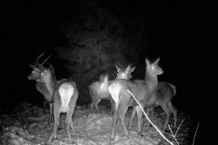 P12_T_TIME=6437,FG=442499072,FT=-1532821504,NIR=1,GM=0,CDS = 2,CT=1,EV=128,TY=59,PY=92,DY=39,GB=0x15,NY=160,AE(0,320,80,160,320)