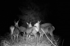 P12_T_TIME=6577,FG=442499072,FT=-1532821504,NIR=1,GM=0,CDS = 2,CT=1,EV=128,TY=59,PY=92,DY=40,GB=0x14,NY=160,AE(0,320,80,160,320)