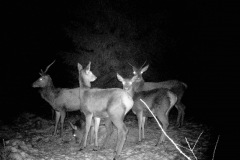 P12_T_TIME=4470,FG=442499072,FT=-1532821504,NIR=1,GM=0,CDS = 2,CT=1,EV=128,TY=59,PY=92,DY=54,GB=0x14,NY=160,AE(0,160,80,160,320)