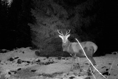 P12_T_TIME=4790,FG=442499072,FT=-1532821504,NIR=1,GM=0,CDS = 2,CT=1,EV=128,TY=59,PY=92,DY=38,GB=0x1b,NY=160,AE(0,320,80,160,320)