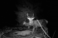 P12_T_TIME=1494,FG=442499072,FT=-1532821504,NIR=1,GM=0,CDS = 2,CT=1,EV=128,TY=59,PY=92,DY=32,GB=0xb,NY=160,AE(0,320,80,160,320),